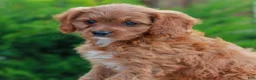 Cavapoo dogs for sale: Hope  - Ad 3