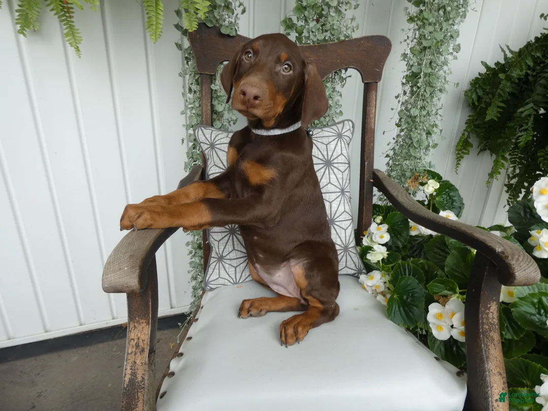 Doberman Pinscher dogs for sale: Doberman Pinscher 1 Sabrina - Ad 1