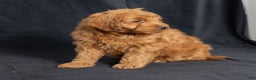 Mini Goldendoodle dogs for sale: Noah - Ad 4