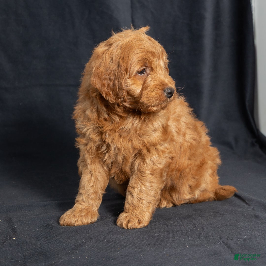 Mini Goldendoodle dogs for sale: Noah - Ad 4