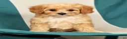 Cavapoo dogs for sale: Mason - Ad 6