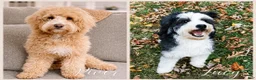 Mini Bernedoodle dogs for sale: Stone-Golden Mountain Doodle - Ad 5