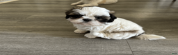 Shih Tzu dogs for sale: Shih Tzu 2 - Ad 3