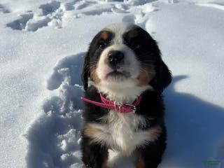 Bernese Mountain Dog dogs A'Ja - Ad 42
