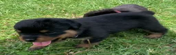 Rottweiler dogs for sale: Light blue Female - Ad 7