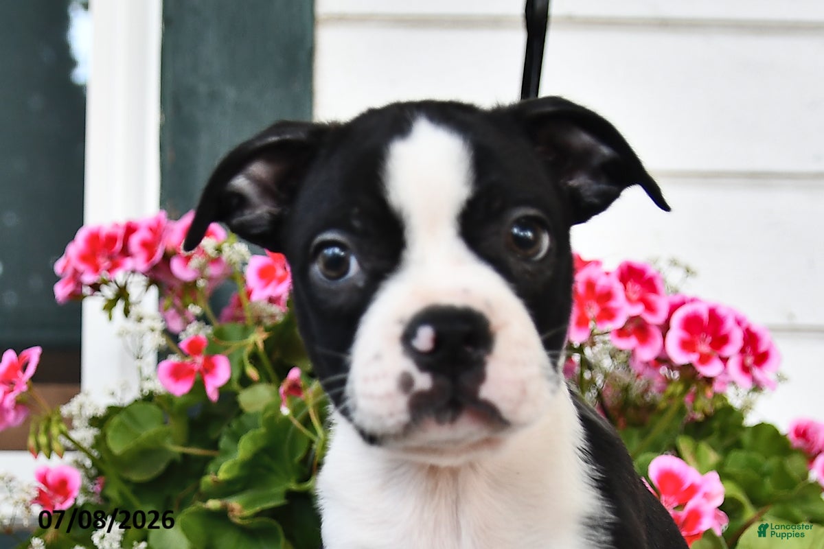 Boston Terrier dogs Leroy - Ad 1