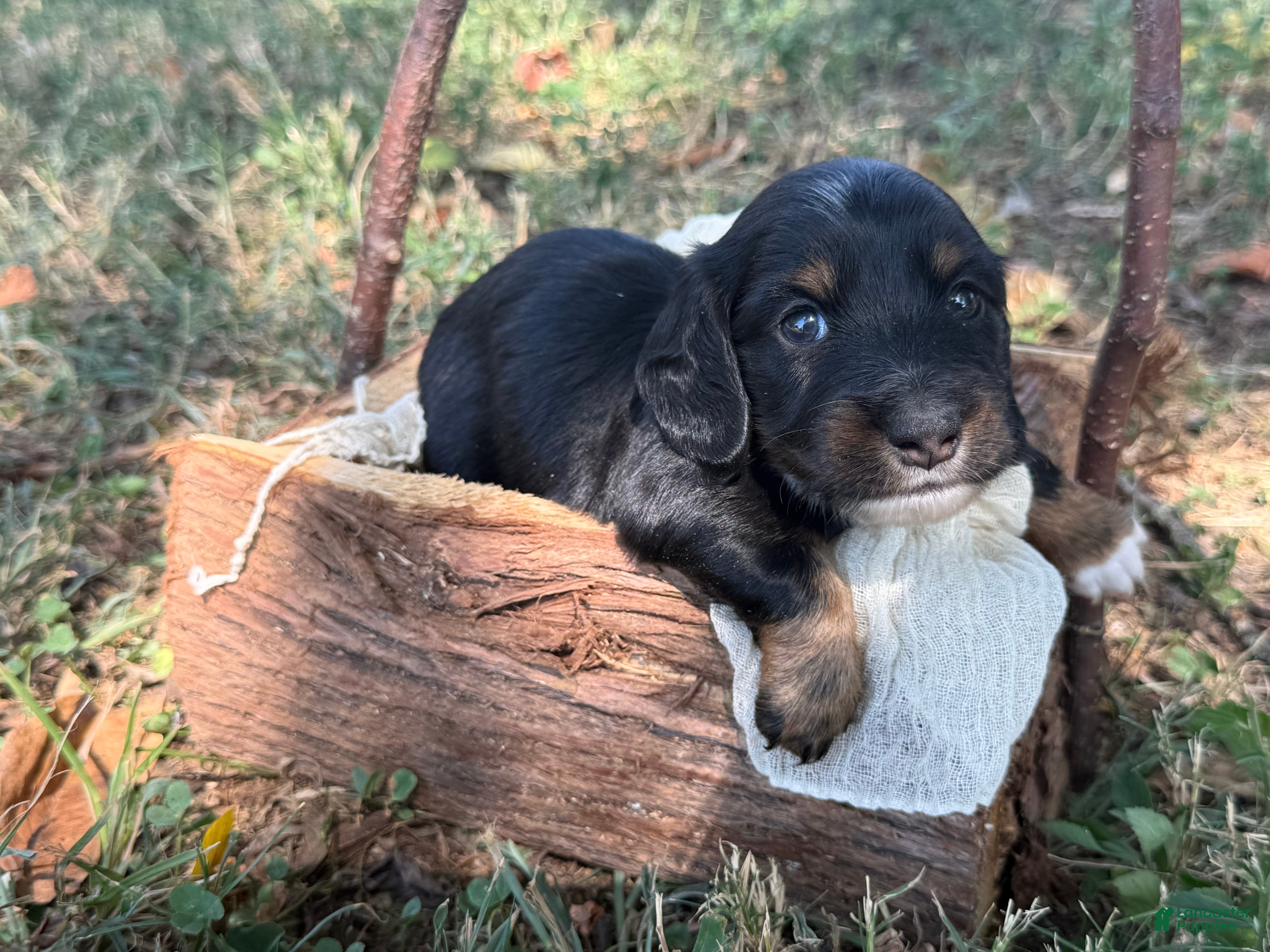 Miniature Dachshund dogs Black Boy - Ad 5