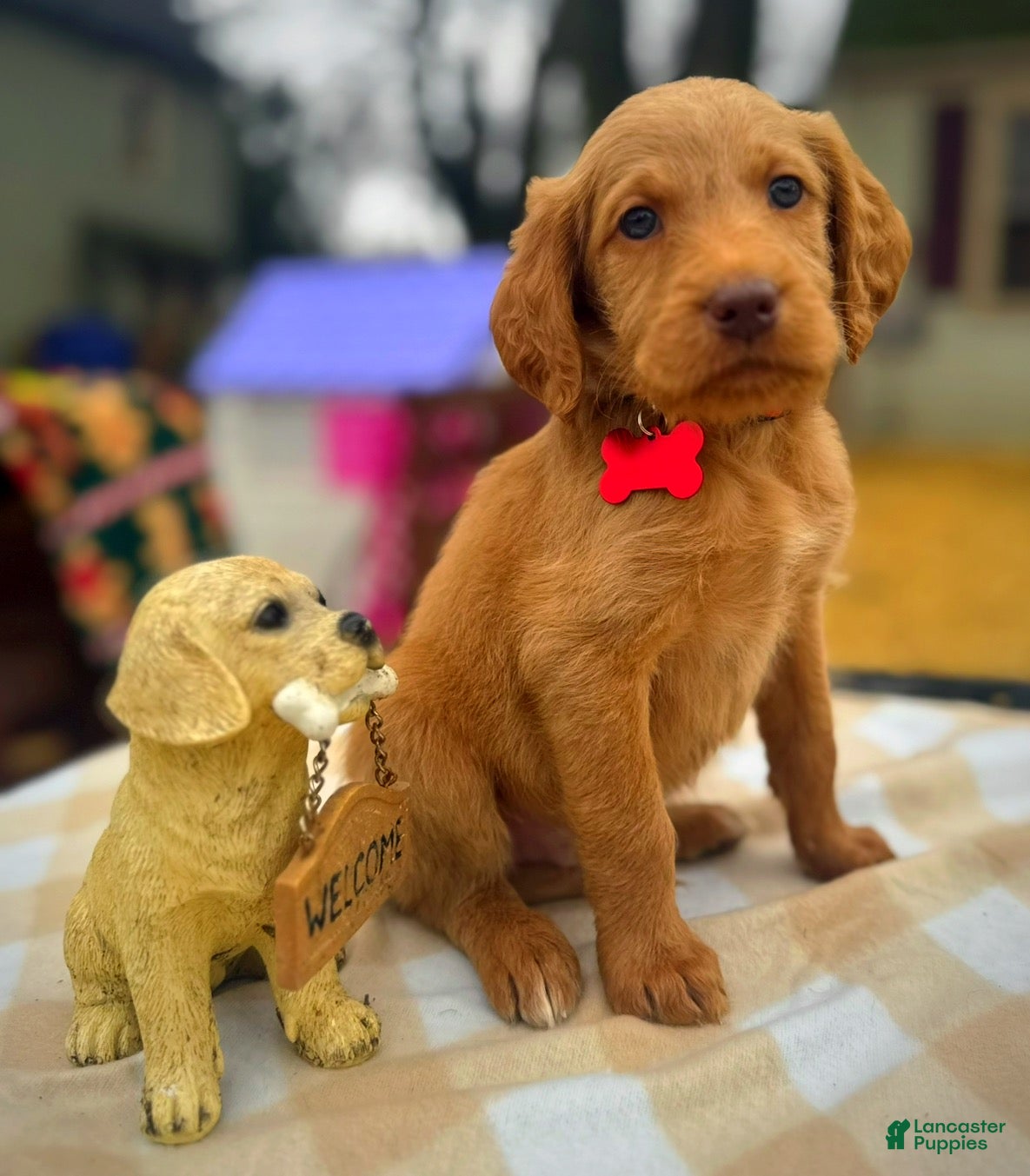 Labradoodle dogs Labradoodle Puppy 1 - Ad 34