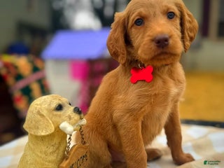 Labradoodle dogs Labradoodle Puppy 1 - Ad 34