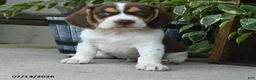 Beagle dogs for sale: Venus - Ad 4