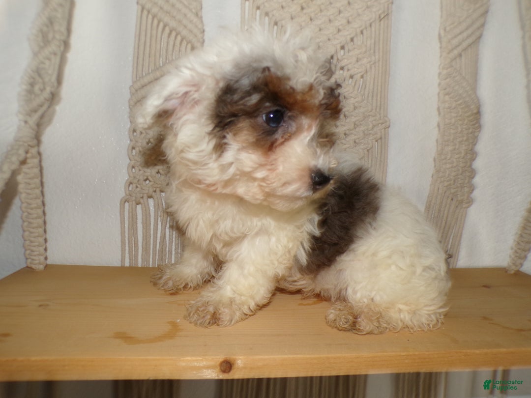 Toy Poodle dogs for sale: Toy Poodle Puppy 1 Kingson - Ad 2