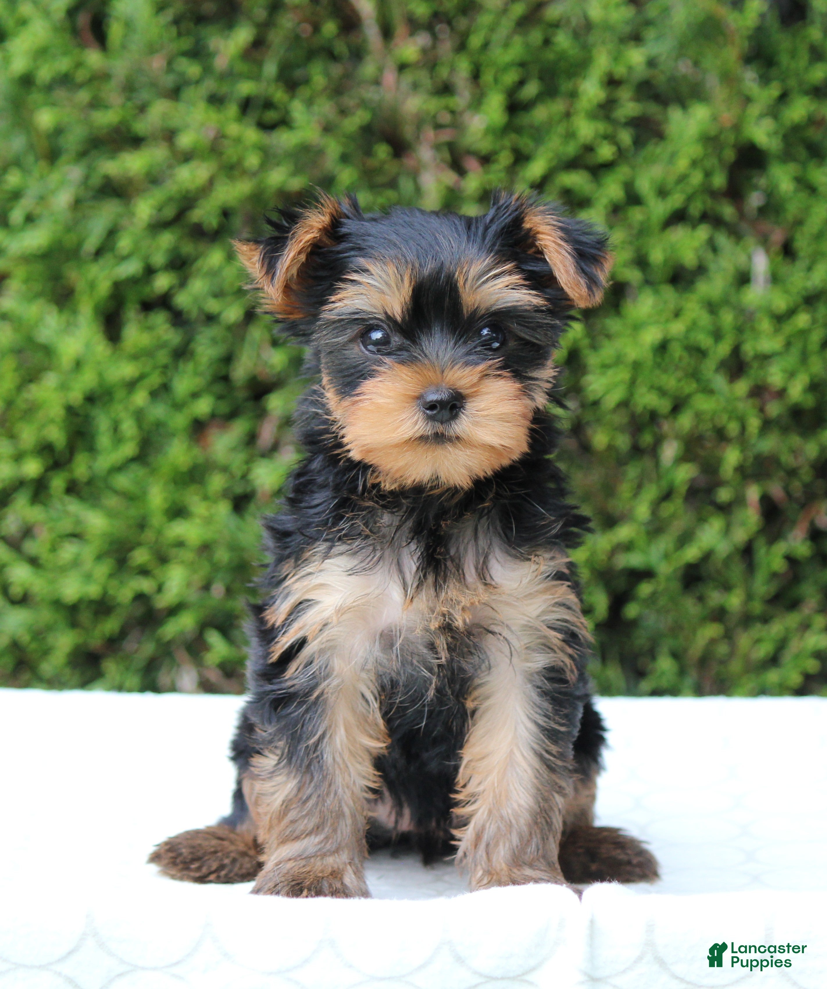 Yorkshire Terrier dogs Rissa - Ad 2