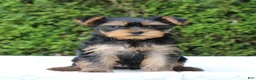 Yorkshire Terrier dogs for sale: Rissa - Ad 2