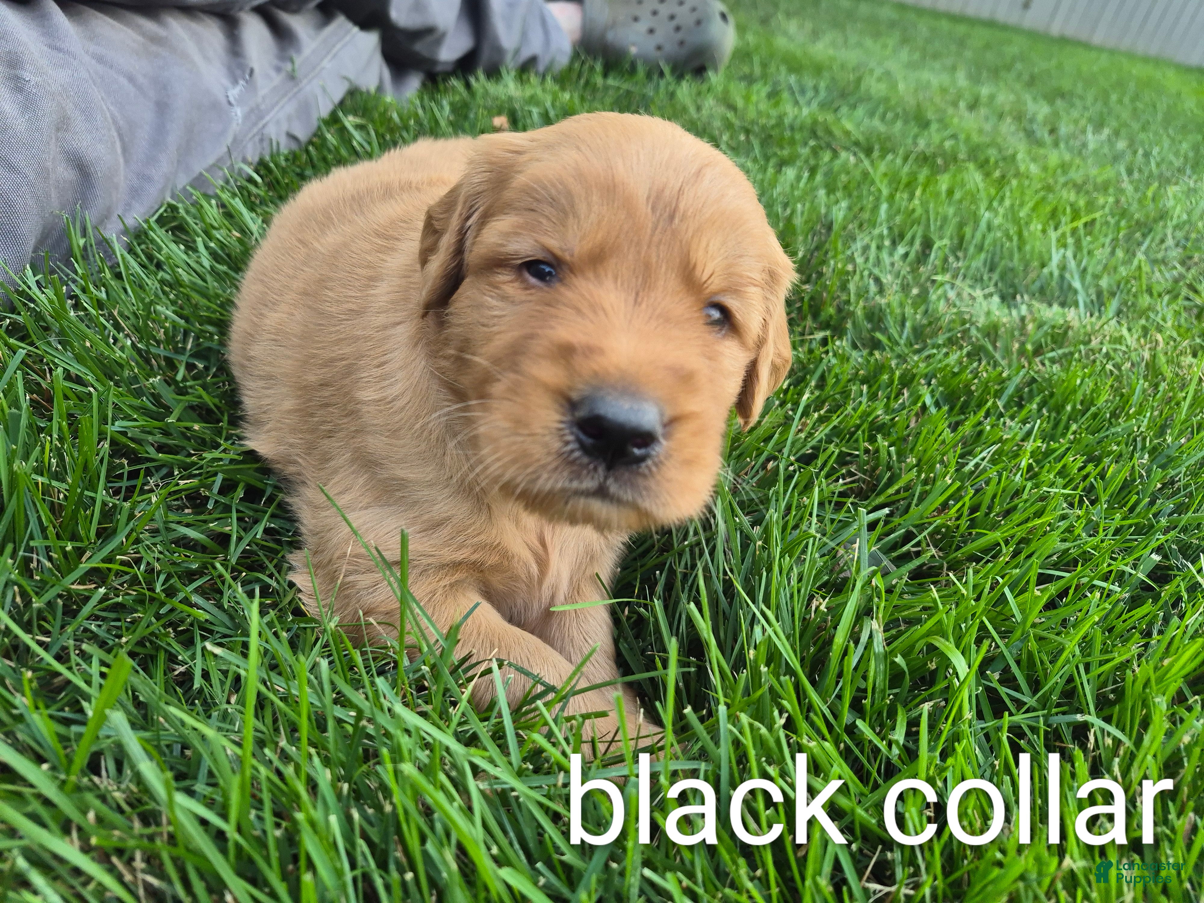 Golden Retriever dogs Bentley (Black Collar) - Ad 2