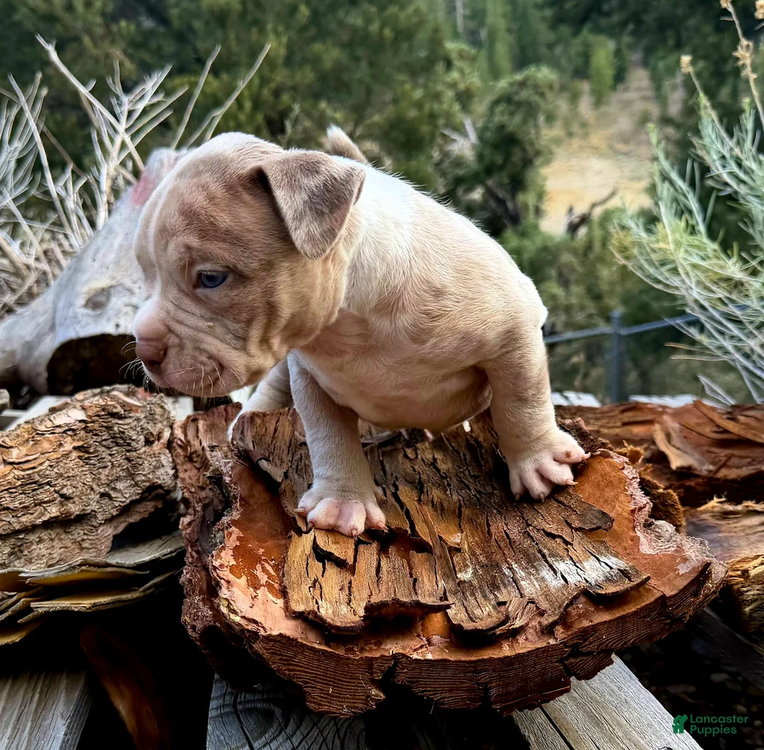 American Bully dogs for sale: "ICE CUBE" BLUE MERLE - Ad 5
