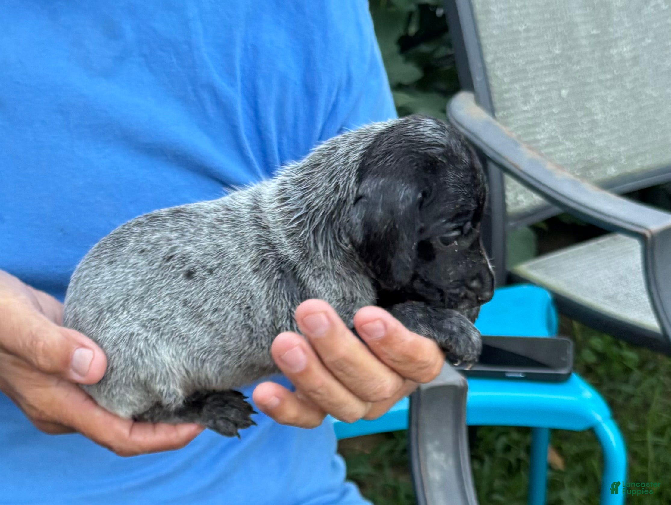 German Shorthaired Pointer dogs German Shorthaired Pointer Male 3 - Ad 1