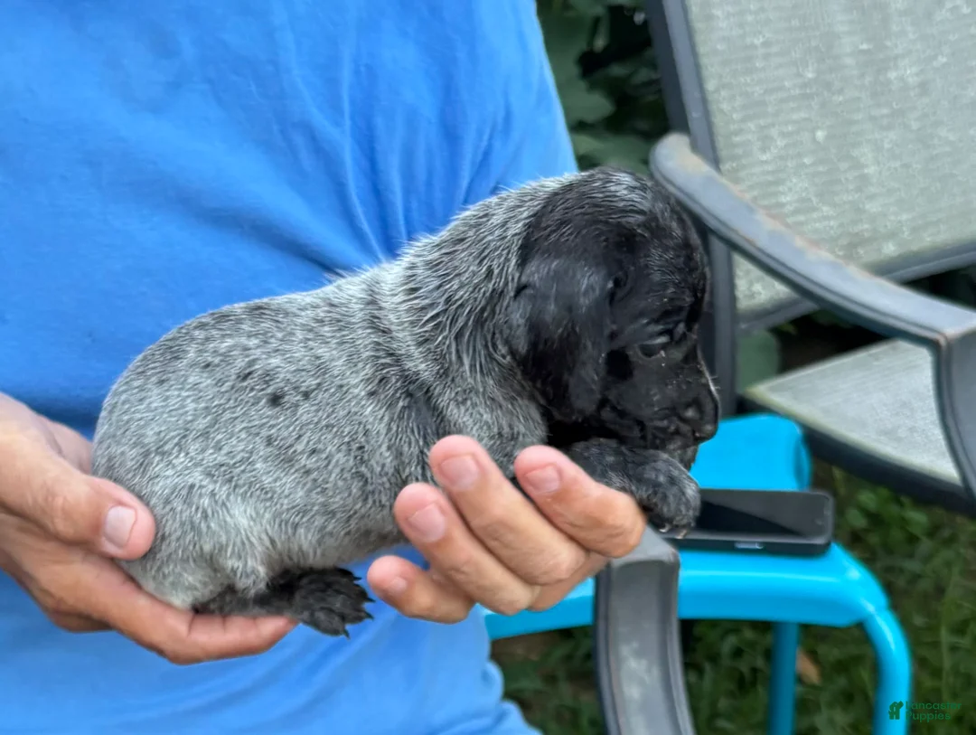 German Shorthaired Pointer dogs for sale: German Shorthaired Pointer Male 3 - Ad 1