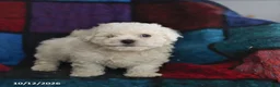Maltese dogs for sale: Skippy - Ad 3