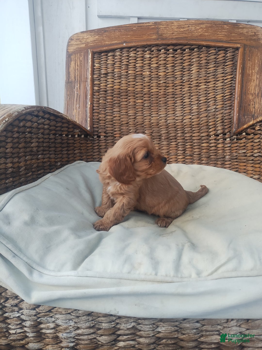 Cavapoo dogs for sale: Jem - Ad 5