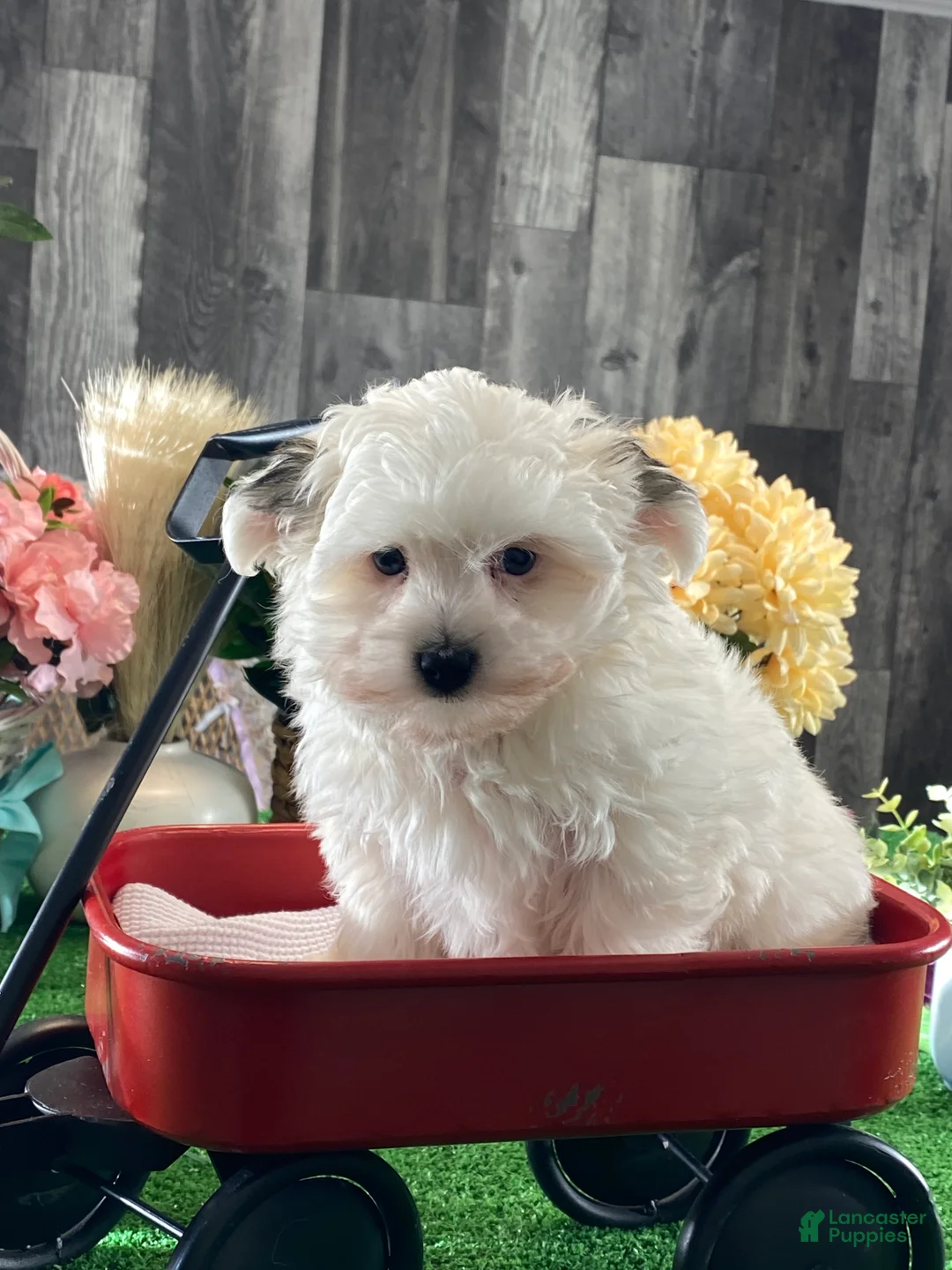 Morkie dogs for sale: Tiger  - Ad 1