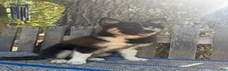 Pomsky dogs for sale: Max - Ad 3