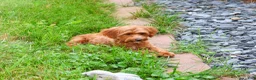 Cavapoo dogs for sale: Kelsie - Ad 3