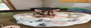 CKC husky markings 