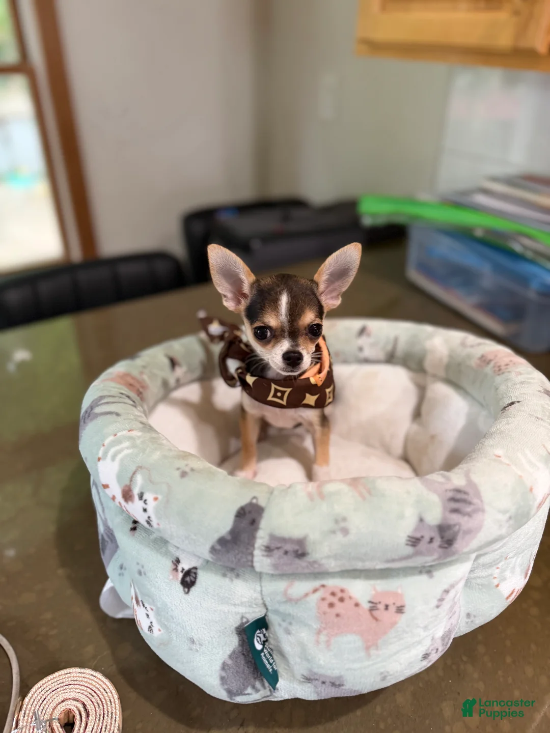 Chihuahua dogs for sale: CKC husky markings  - Ad 1