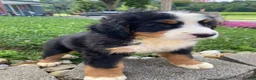 Bernese Mountain Dog dogs for sale: Dolly - Ad 11
