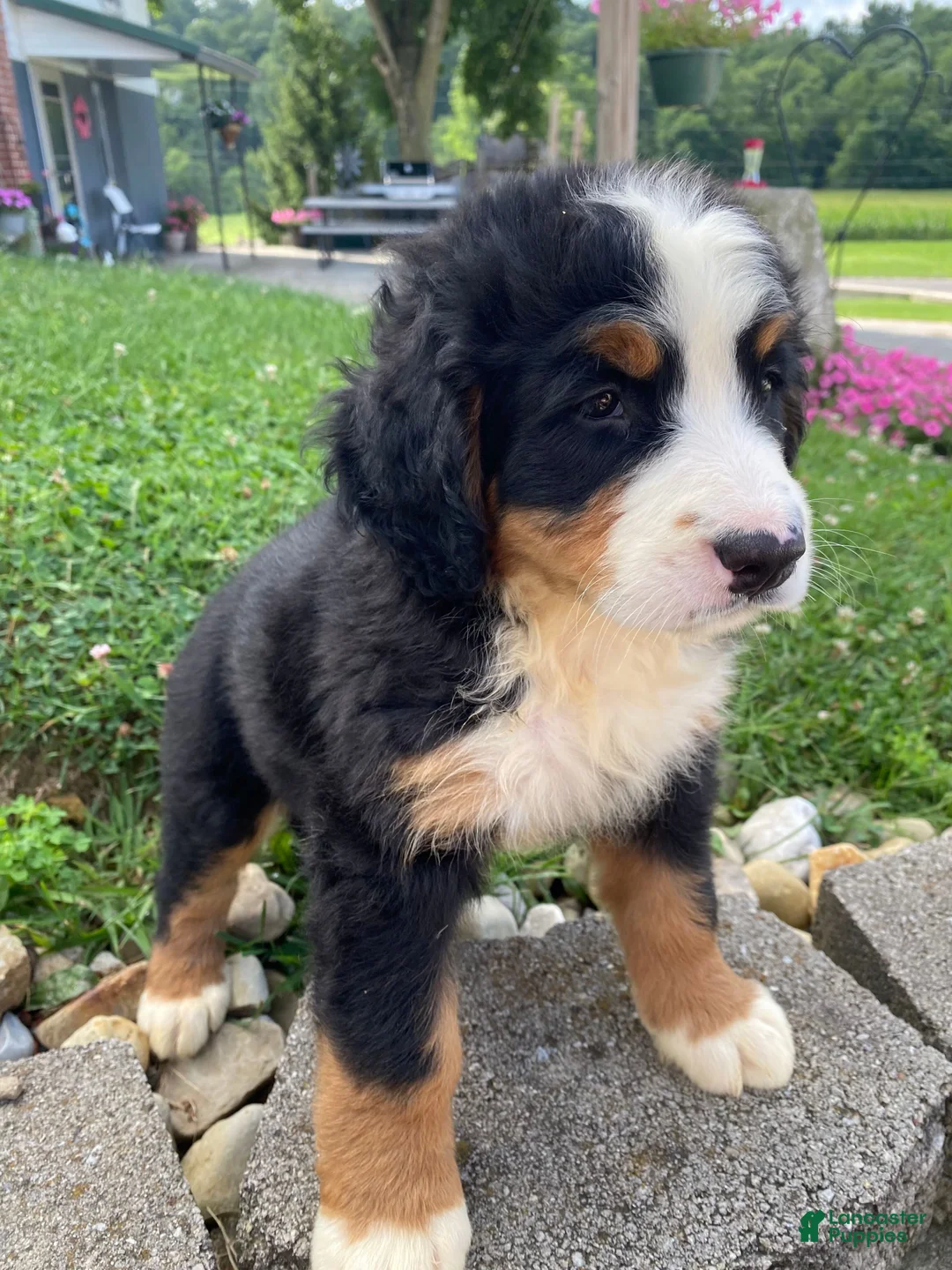 Bernese Mountain Dog dogs for sale: Dolly - Ad 11