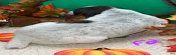 German Shorthaired Pointer dogs for sale: F2 - Ad 3