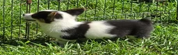 Welsh Corgi Pembroke dogs for sale: Oreo girl  - Ad 28