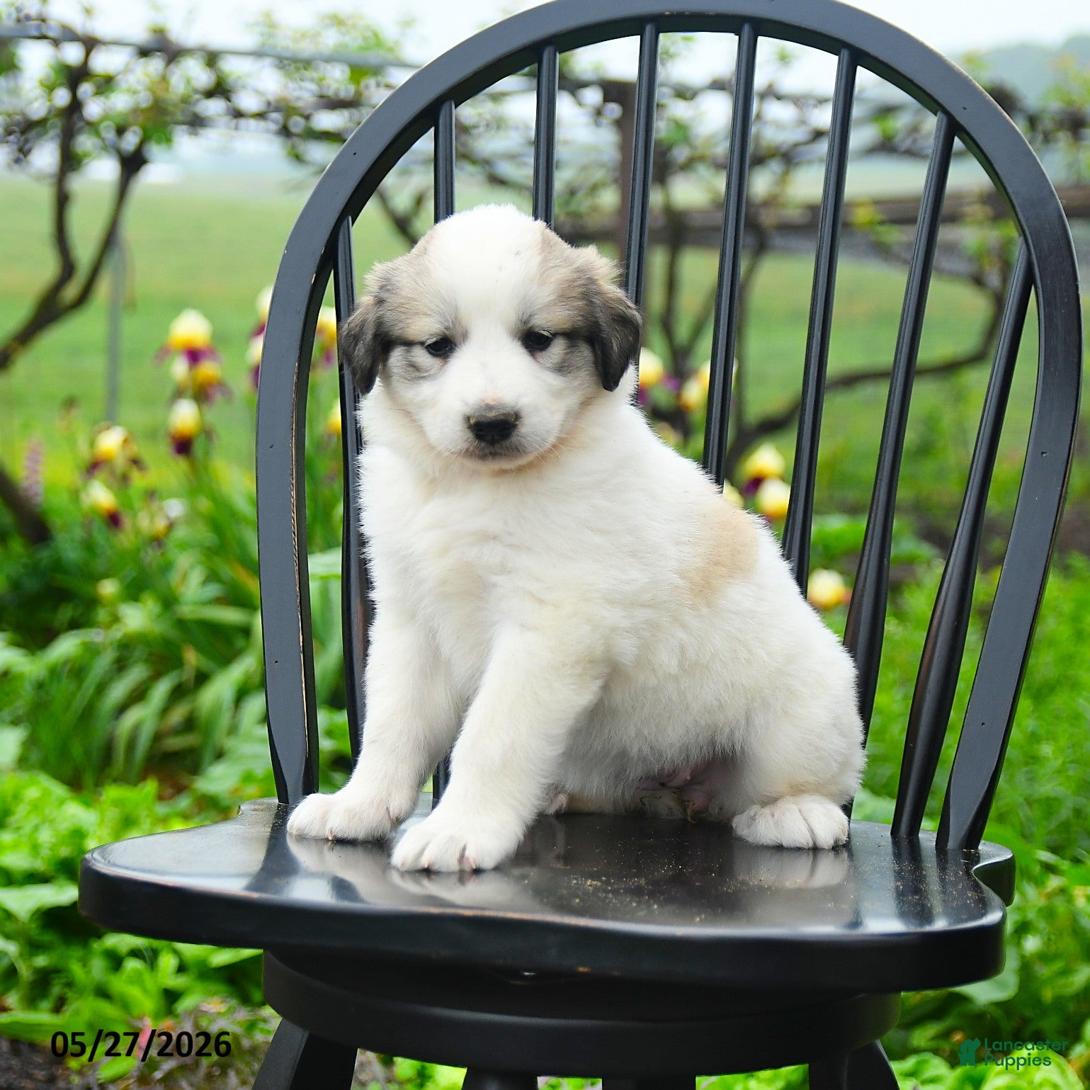 Great Pyrenees dogs Perlette - Ad 1