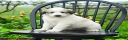 Great Pyrenees dogs for sale: Perlette - Ad 1