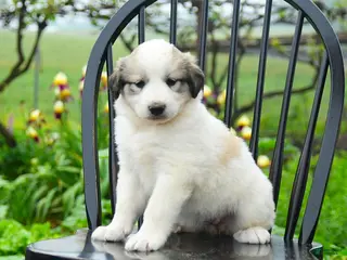 Great Pyrenees dogs for sale: Perlette - Ad 1