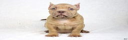 American Bully dogs for sale: Lilac Female - Ad 5