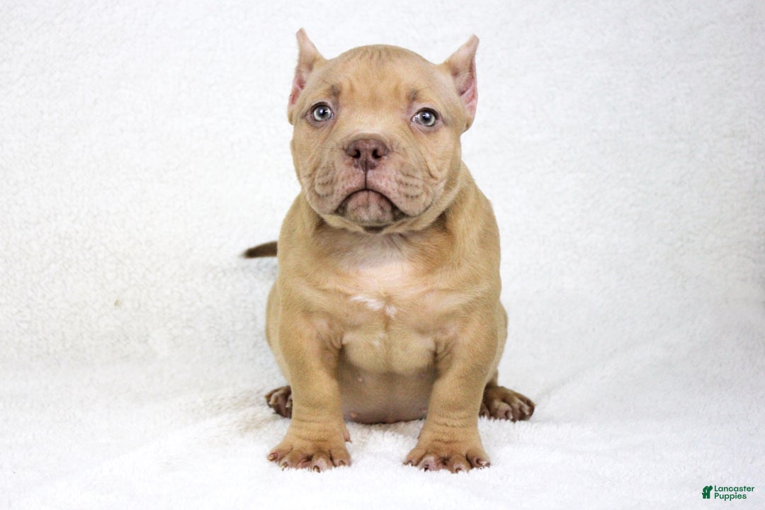 American Bully dogs for sale: Lilac Female - Ad 5
