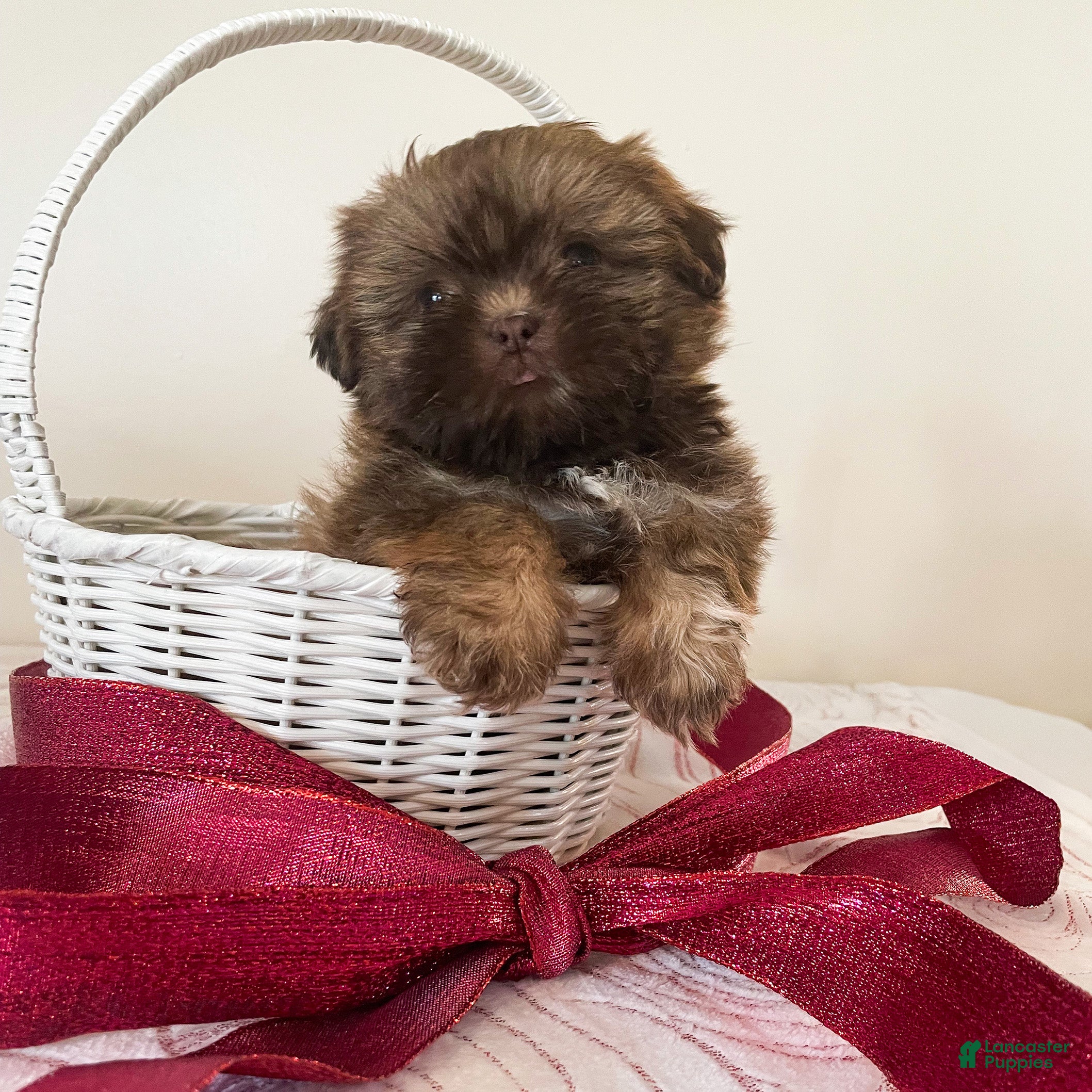 Shih Tzu dogs Jenny - Ad 2