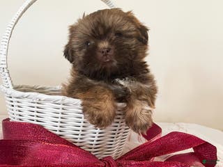 Shih Tzu dogs Jenny - Ad 27