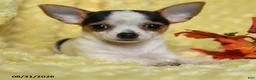 Chihuahua dogs for sale: Savannah - Ad 5