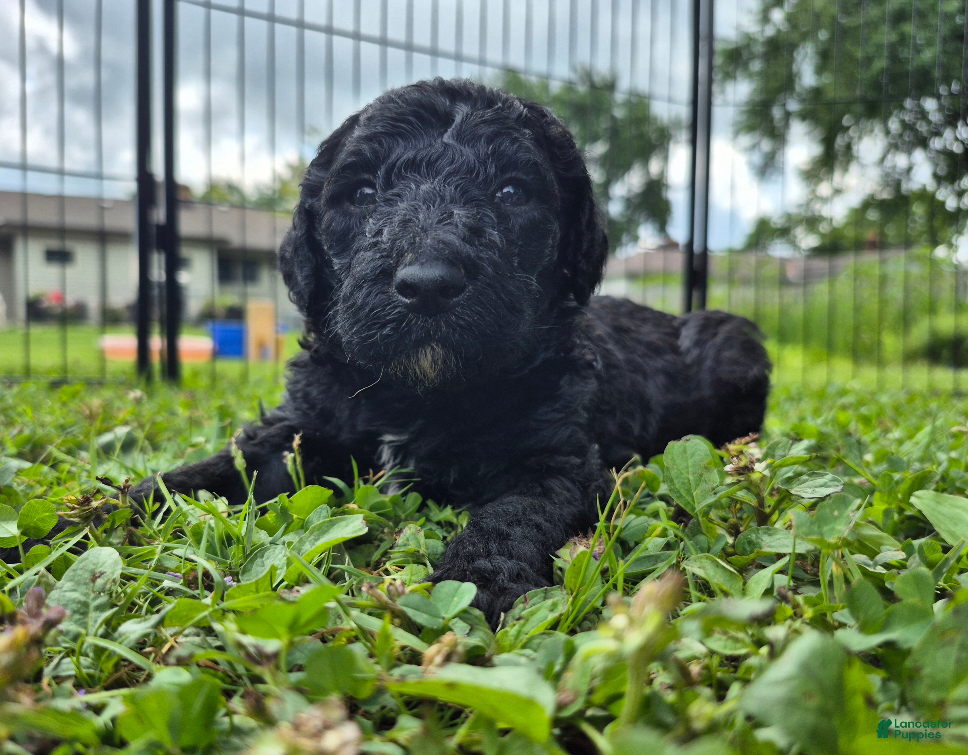 Mini Sheepadoodle dogs Apollo - Ad 2