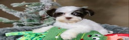 Havanese dogs for sale: Fruitcake - Ad 8