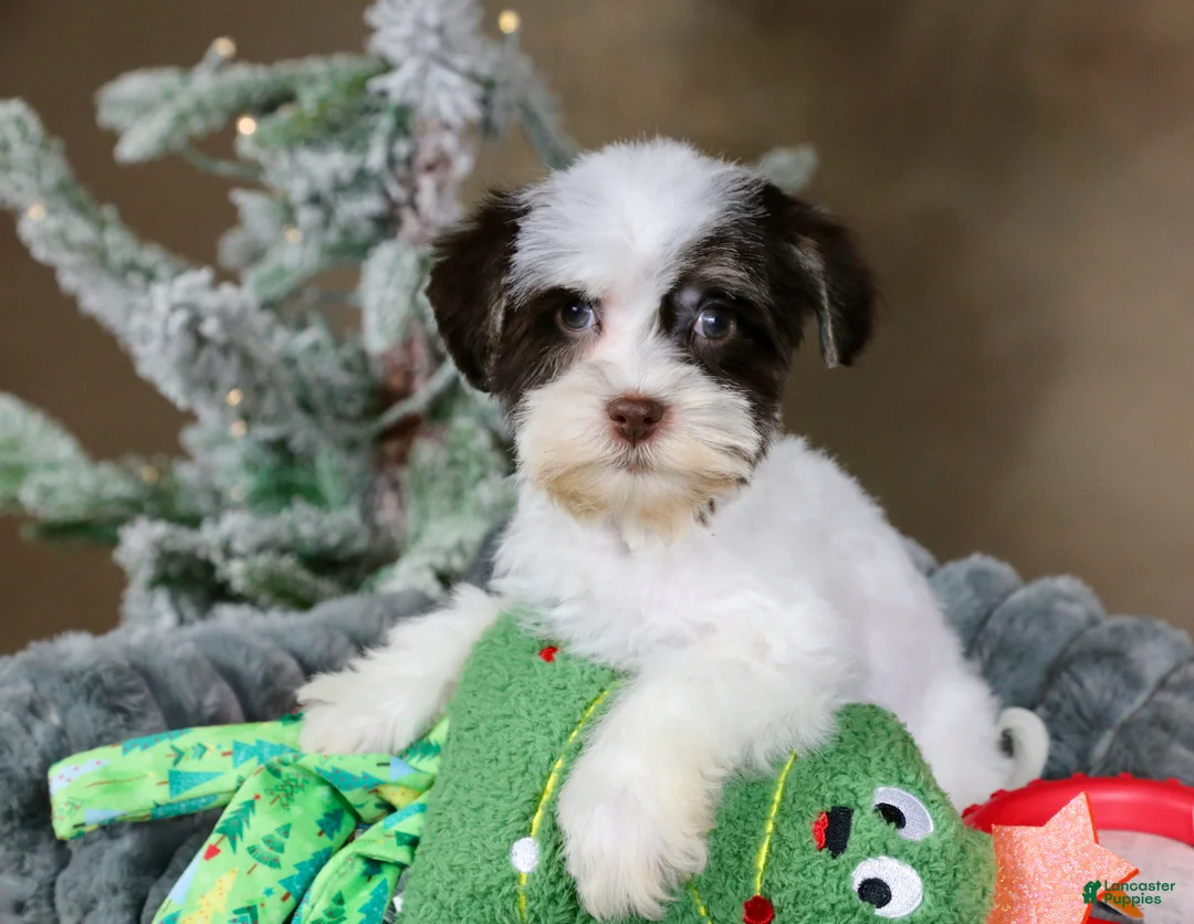 Havanese dogs for sale: Fruitcake - Ad 8