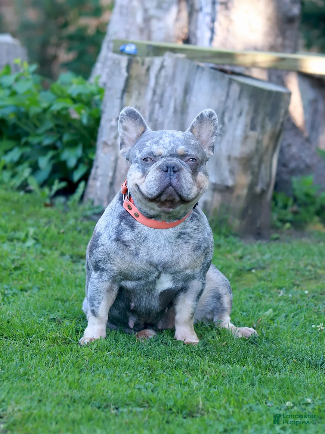 French Bulldog dogs for sale: Lucy - Ad 7