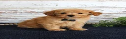 Toy Poodle dogs for sale: Tyler - Ad 3