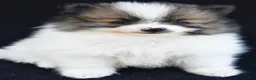 Pomeranian dogs for sale: Ollie - Ad 8