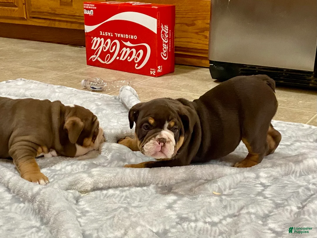 English Bulldog dogs for sale: Dozer - Ad 8