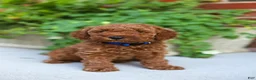 Mini Goldendoodle dogs for sale: Chester - Ad 6