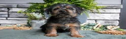 Yorkshire Terrier dogs for sale: Carter - Ad 3