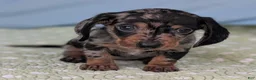 Miniature Dachshund dogs for sale: Mosaic - Ad 1